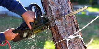 Best Tree Cabling and Bracing  in Waltham, MA