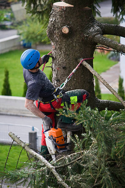 Waltham, MA Tree Removal Company