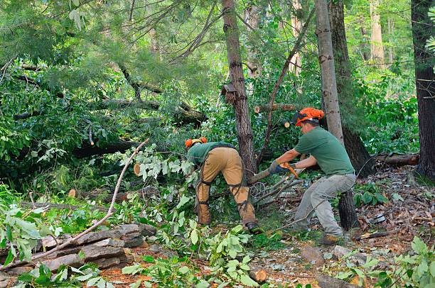 Best Utility Line Clearance  in Waltham, MA